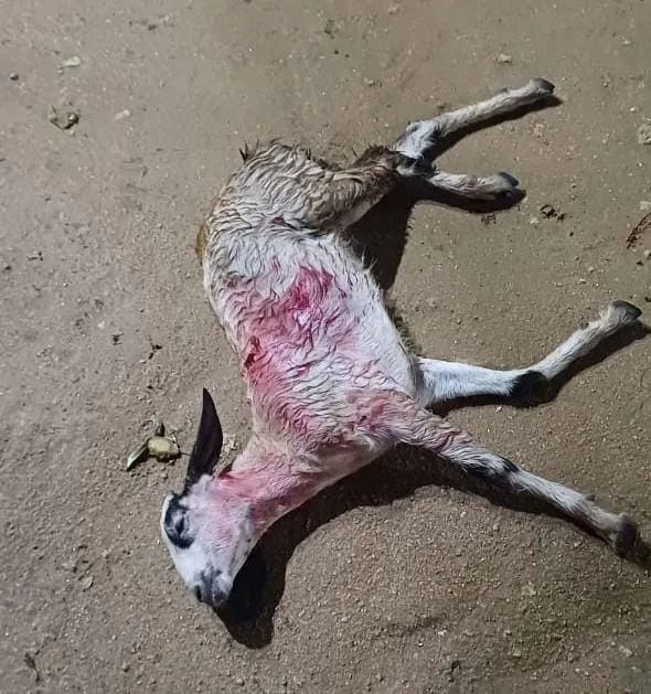 WhatsApp Image 2024-07-20 at 12.39.24_55c182fc