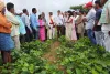 పంట మార్పిడి కార్యక్రమంలో పాల్గొన్న జిల్లా కలెక్టర్