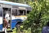 హన్మకొండలో ఆర్టీసీ బస్సుపై భారీ చెట్టు కూలి కలకలం
