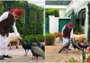 మోదీని వీడ్కోలు పలికేందుకు వచ్చిన మూగజీవులు.. ప్రత్యేక క్షణాలను పంచుకున్న ప్రధాని