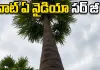 కల్లు దొంగలకు చెక్.. తాటిచెట్టుకే సీసీ కెమెరా ఏర్పాటు చేసిన గీత కార్మికుడు