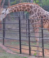 విశాఖ జూలో డిప్యూటీ సీఎం పవన్ సందడి