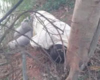 ద్విచక్రవాహనం చెట్టును ఢీకొని.. ఒకరి మృతి