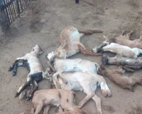 వీధికుక్కల దాడిలో గొర్రెలు మృతి