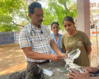 కంటి చుక్కల టీకాతో కోళ్ల మరణాలకు చెక్