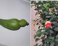 చిలుక బీరకాయ..రంగుల మందారం