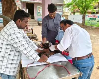 పందెం కోడి విరిగిన రెక్కకు శస్త్ర చికిత్స 