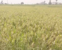 ధాన్యం ఆరబెట్టుకోవడానికి స్థలాన్ని ఇవ్వండి 