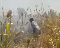 అగ్నిప్రమాదంలో 6 ఎకరాల జొన్న పంట దగ్ధం