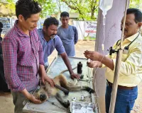 కొండెంగకు సిపిఆర్ 