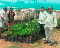 నర్సరీ పనులను పర్యవేక్షించిన ఎంపీడిఓ