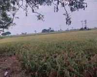 రైతులు ధాన్యం ఆరబెట్టుకోవడానికి భూములు కేటాయించాలి