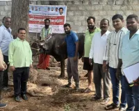 పశువులకు టీకాలు వేయించాలి