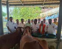 కల దేవతలు గోమాతలోనే