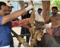 గేదె పొట్టలో బట్ట పీలికలు.. సంచులు.. ప్లాస్టిక్ కవర్లు.. 