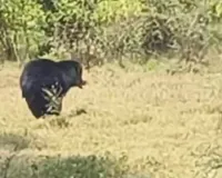 ఉప్పలపహాడ్ లో ఎలుగుబంటి సంచారం 