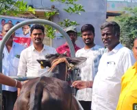 పశువులకు టీకాలు వేయించాలి