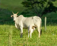 75శాతం రాయితీపై గడ్డి విత్తనాలు