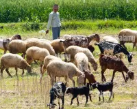 గొర్రెలకు మిశ్రమ దాణా  అందించాలి