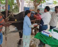 జంతువుల్లో సైతం సర్జికల్ స్టాప్లర్ పిన్స్