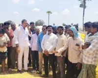 మొక్కజొన్నలను వెంటనే కొనుగోలు చేయండి