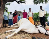 పిడుగుపాటుతో మృతి చెందిన ఎద్దుకు పంచనామా