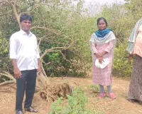 దెబ్బతిన్న నిమ్మ తోటలను పరిశీలించిన మండల ఉద్యానవన అధికారి