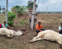 విద్యుత్ షాక్ తో పశువులు మృతి.- రోధిస్తున్న రైతులు .