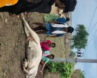 విద్యుదాఘాతంతో  పశువులు మృతి