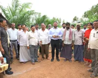 పామాయిల్ తోటలతో సిరుల పంట