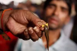 చేప మందు పంపిణీలో విషాదం