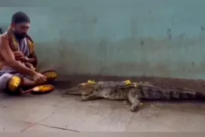 కృష్ణా నది ఒడ్డుకు కొట్టుకొచ్చిన మొసలి.. వరుణదేవుడి వాహనంగా భావించి పూజలు