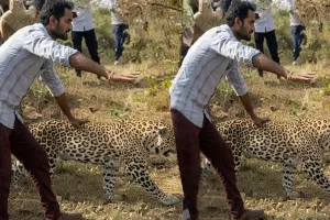 సారా తాగితే చిరుత ఎలా ఉంటుందో చూశారా?