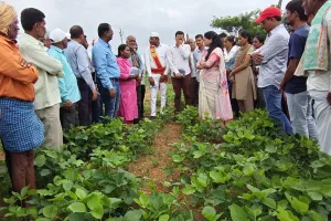పంట మార్పిడి కార్యక్రమంలో పాల్గొన్న జిల్లా కలెక్టర్