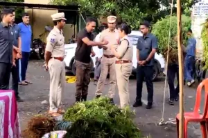 జైనూర్‌లో భారీగా గంజాయి మొక్కలు స్వాధీనం